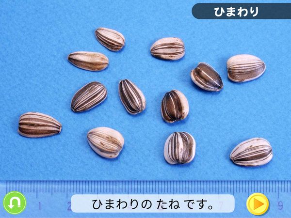 生活「しょくぶつ　おおきく　なあれ」