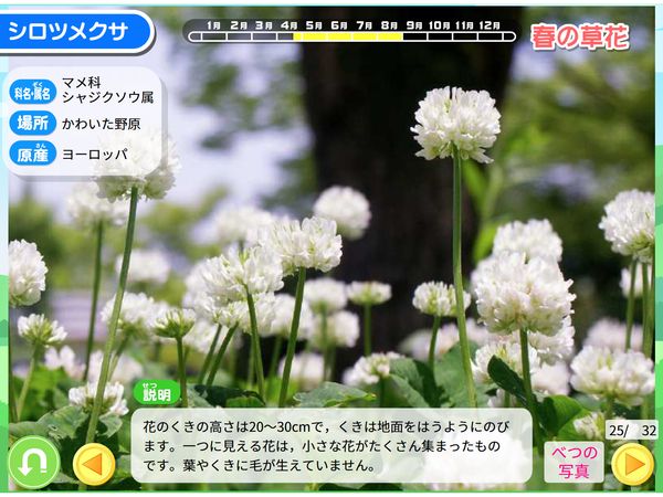タブレット学習 理科「草花を見よう」