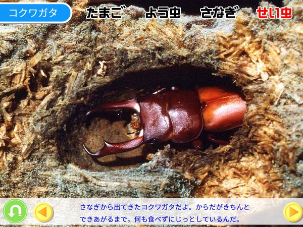 タブレット学習 理科「こん虫の育ち方」