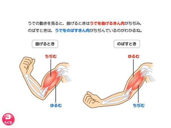 タブレット学習 理科「人の体のつくり」