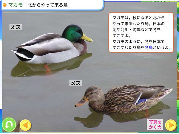 タブレット学習 理科「秋の生き物　鳥」