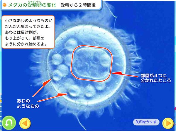 タブレット学習 理科「メダカの受精卵の変化」