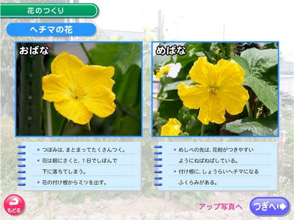 タブレット学習 理科「花のつくり　ヘチマ」