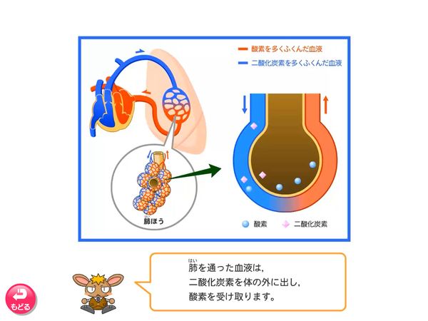 タブレット学習 理科「血液のはたらき」